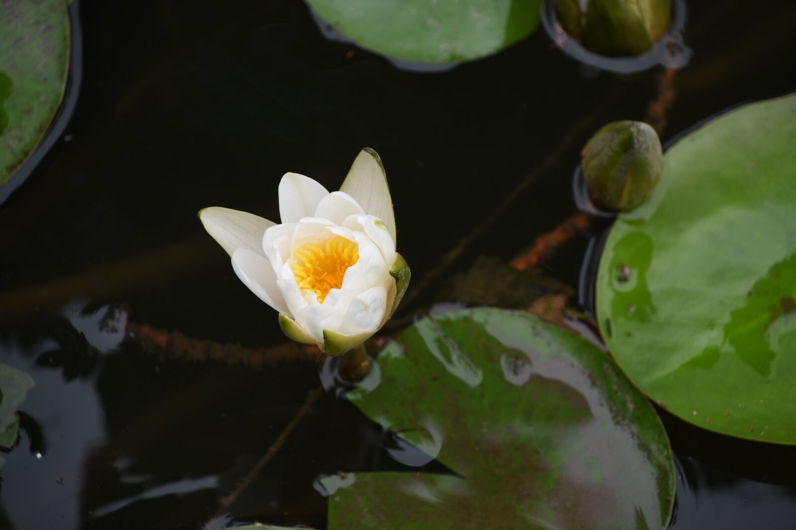 Nikon D7200 sample photo. Water lilies, lotus, flower photography