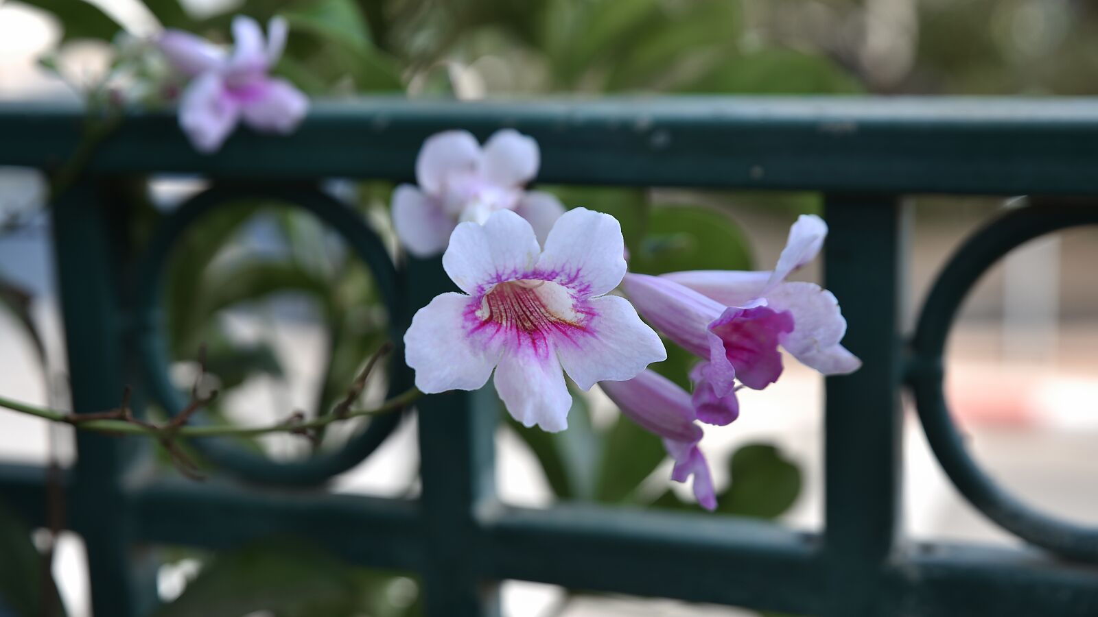 Nikon D750 sample photo. Leaf, flora, nature photography