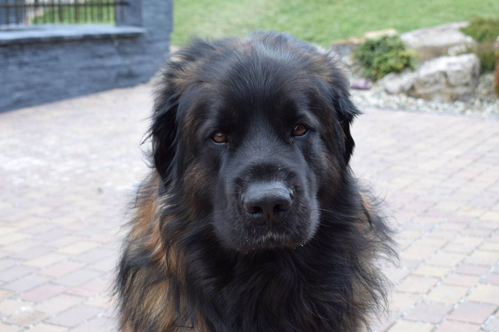 Nikon D3300 sample photo. Leonberger, dog, animal photography