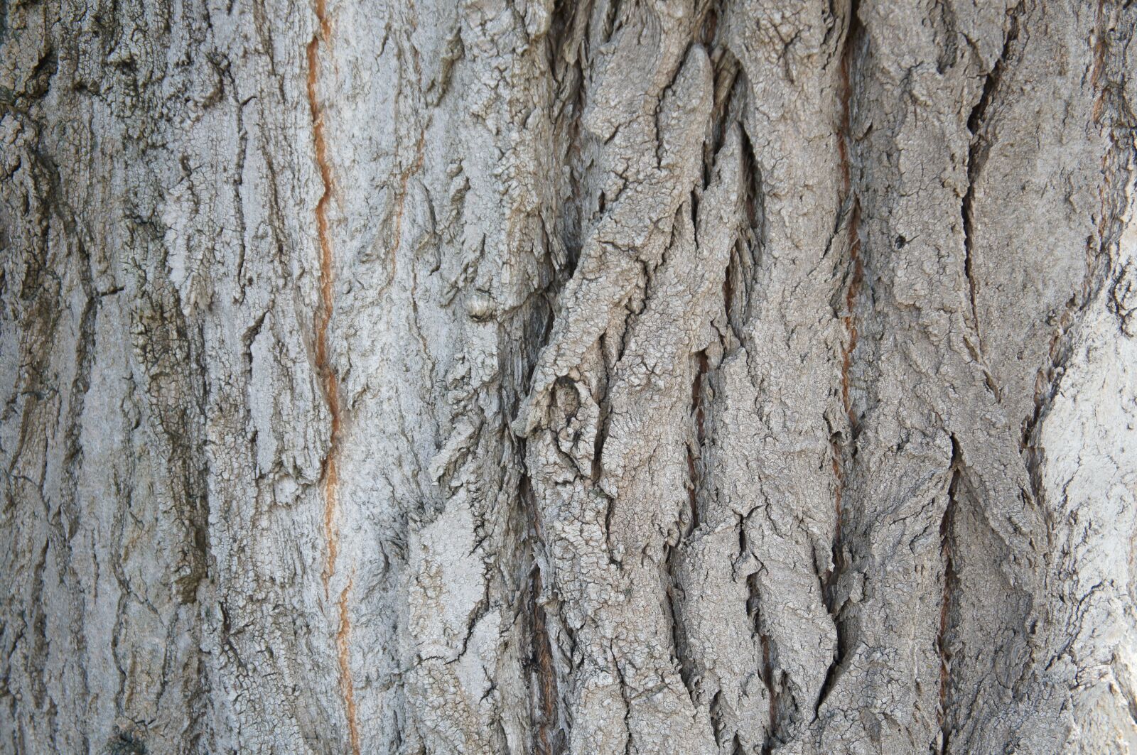 Sony Alpha NEX-C3 + Sony E 18-55mm F3.5-5.6 OSS sample photo. Tree, bark, structure photography
