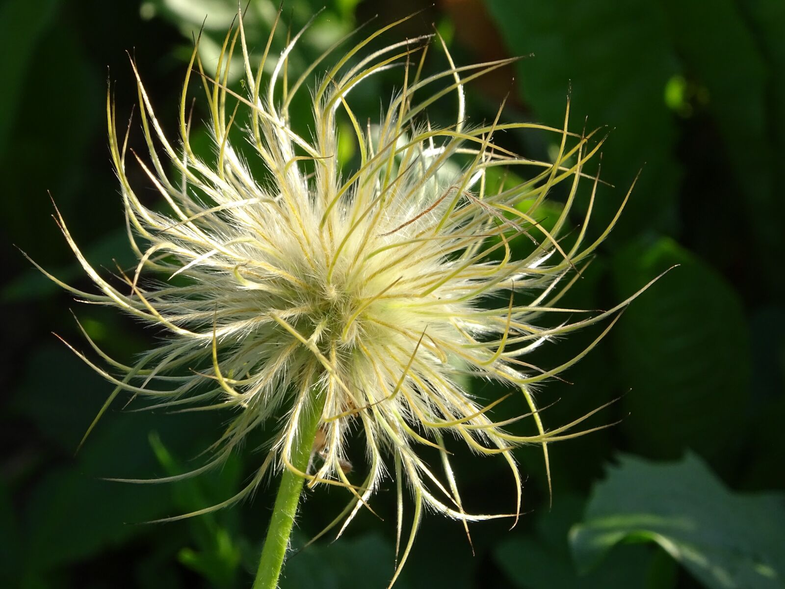 Sony Cyber-shot DSC-HX400V sample photo. Flower, ephemeral, nature photography