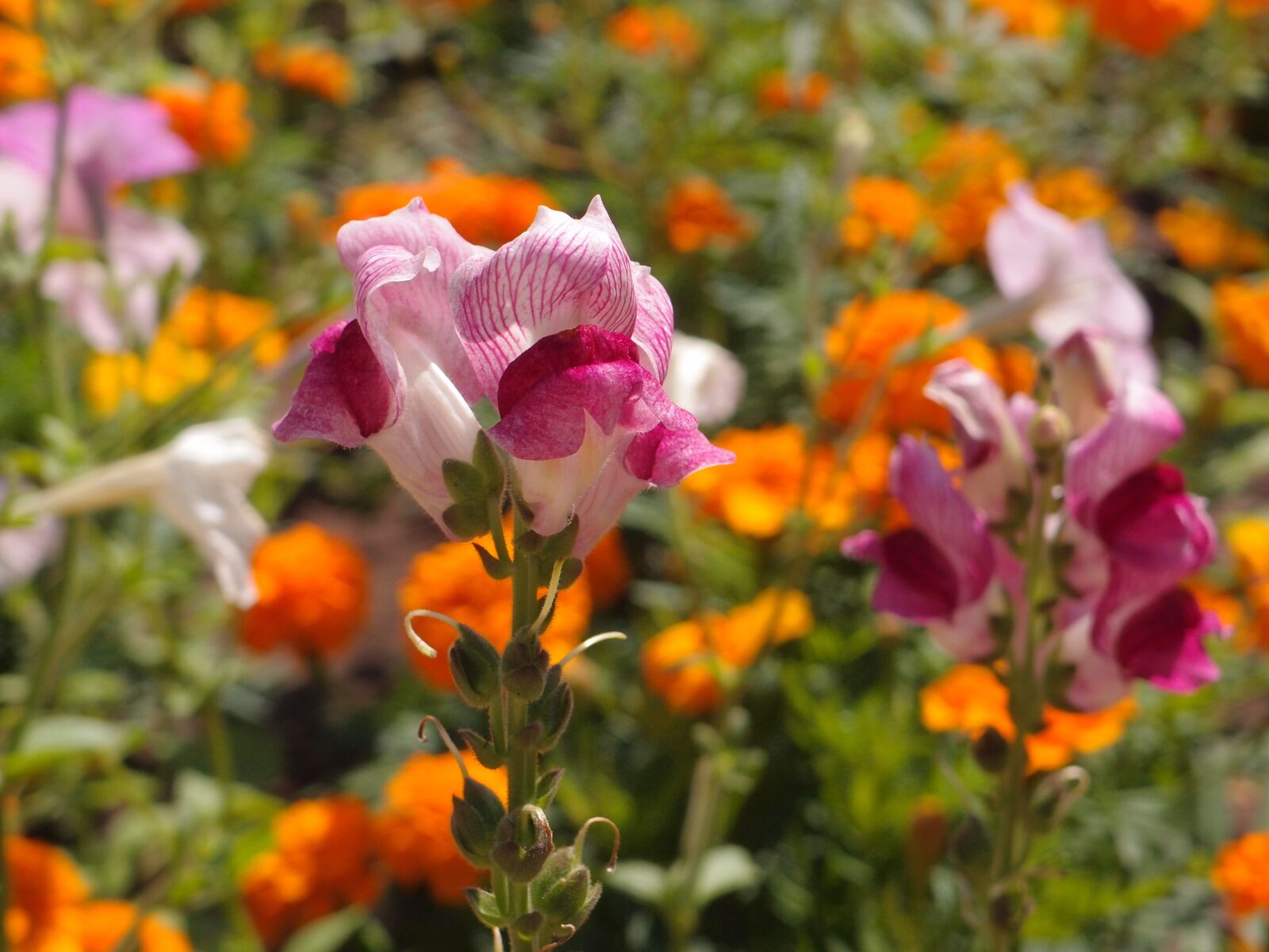 Olympus XZ-1 sample photo. Flowers, flower bed, snapdragons photography