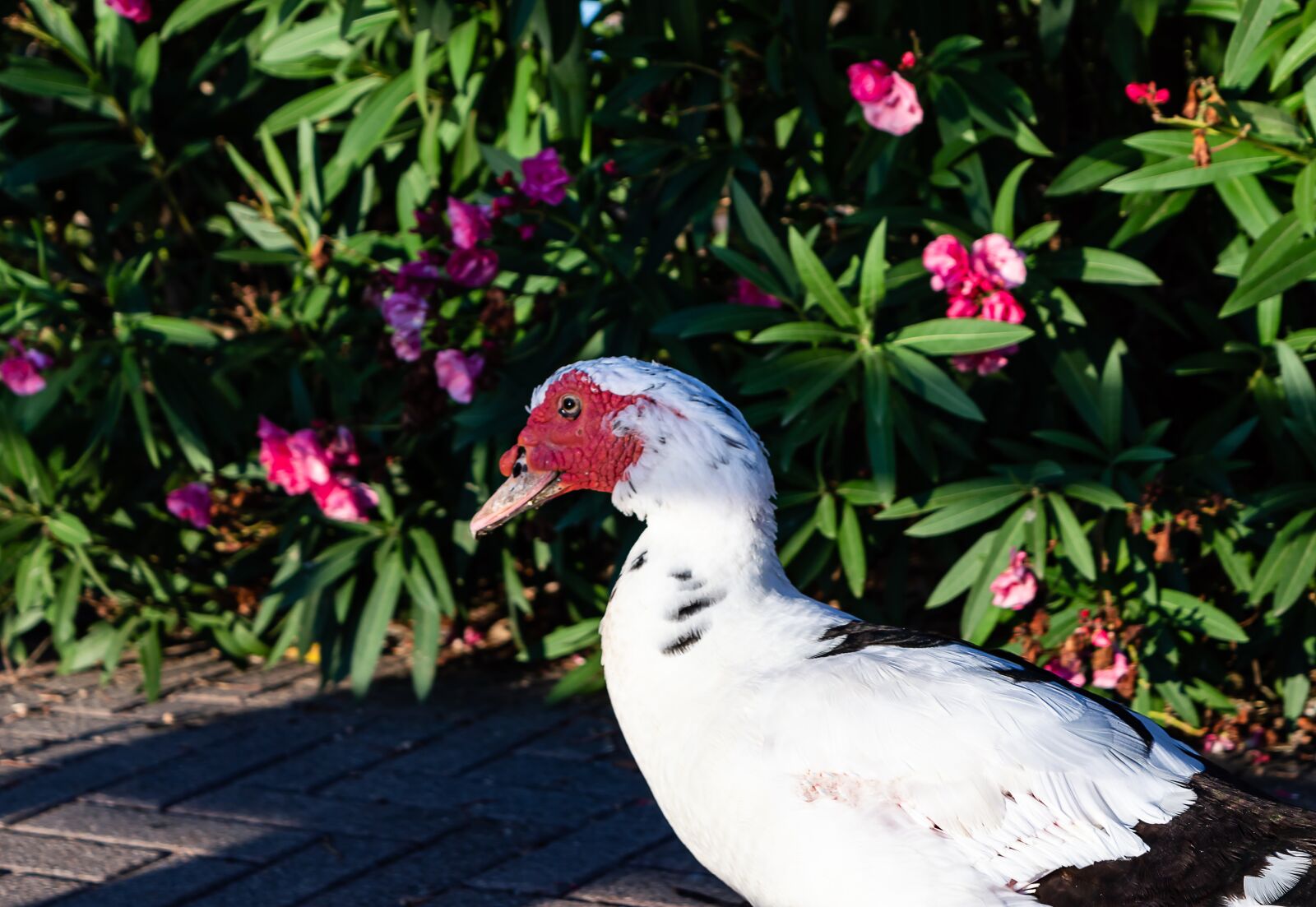 Nikon D3200 sample photo. Duck, bird, feather photography