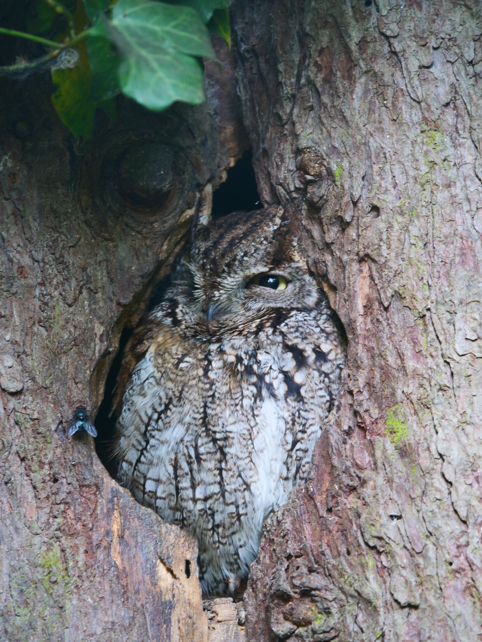Panasonic Lumix DC-G9 sample photo. Owl, owl in tree photography