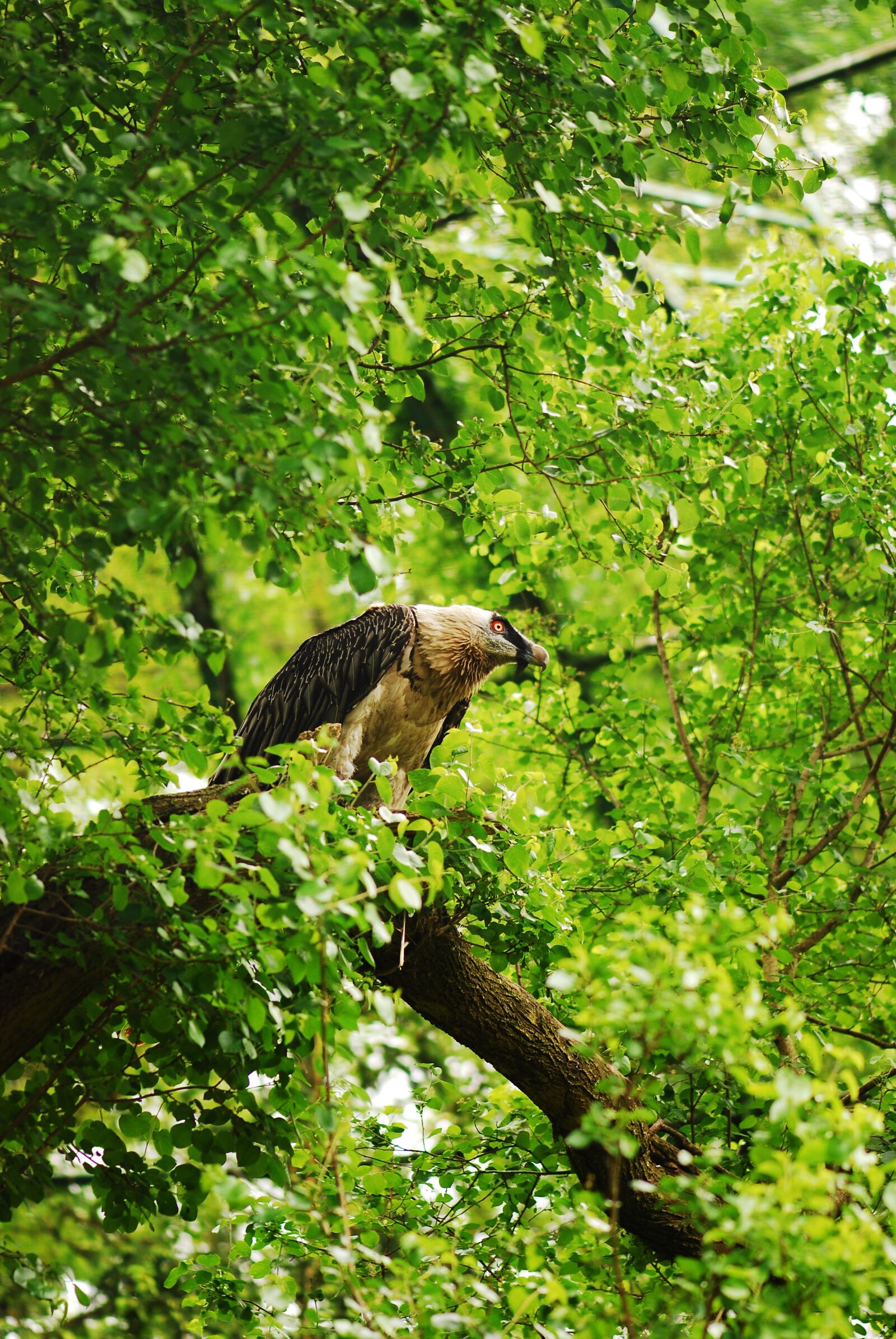 Nikon D80 sample photo. Bird of prey, bird photography