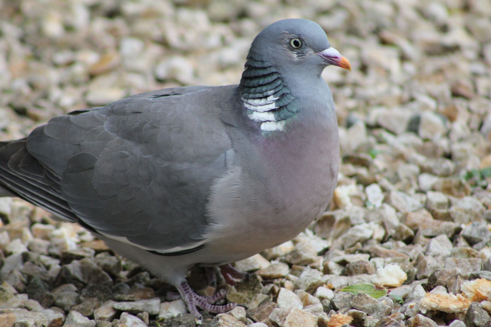 Canon EOS 550D (EOS Rebel T2i / EOS Kiss X4) sample photo. Bird, wood pigeon, feather photography