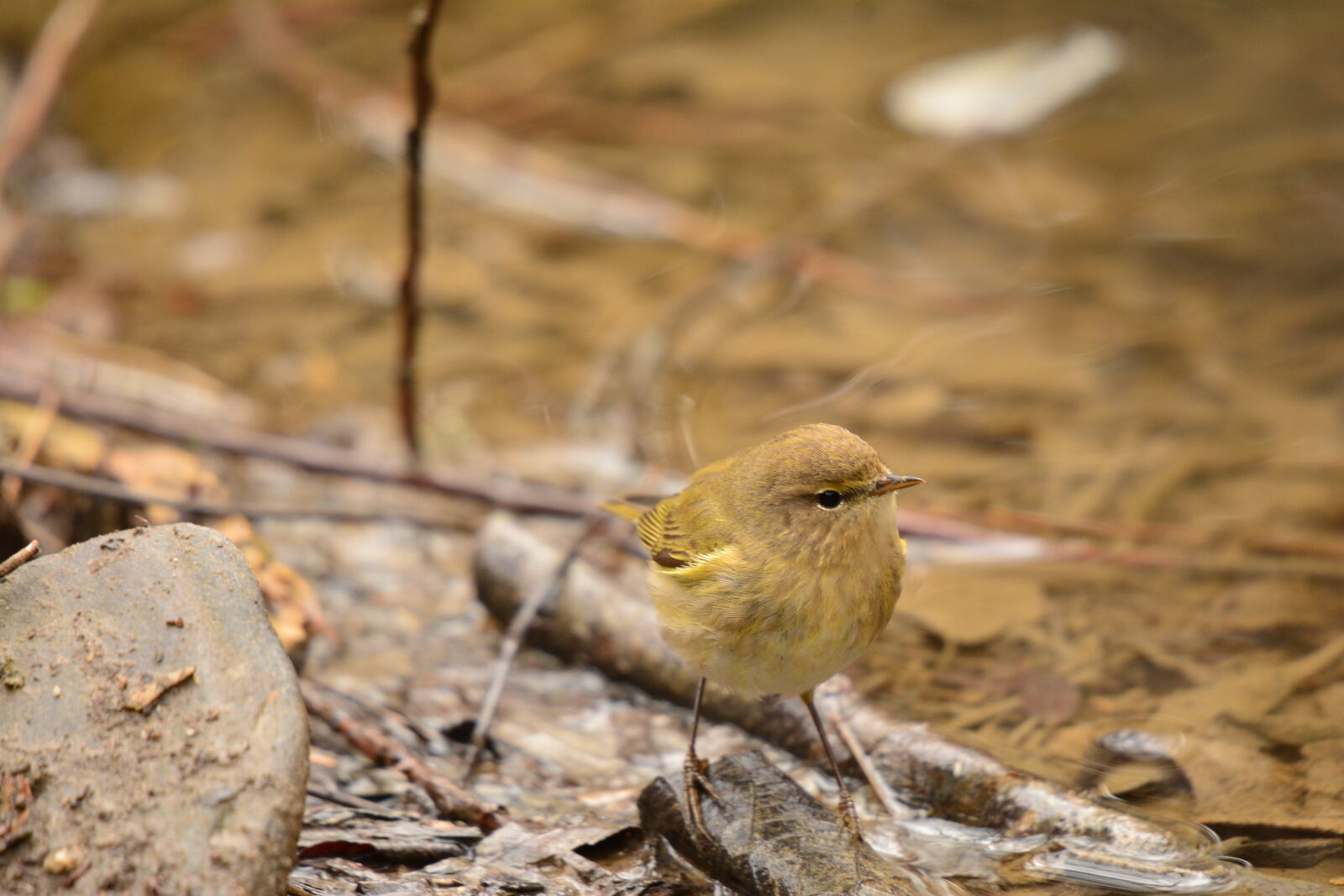 Nikon D7100 sample photo