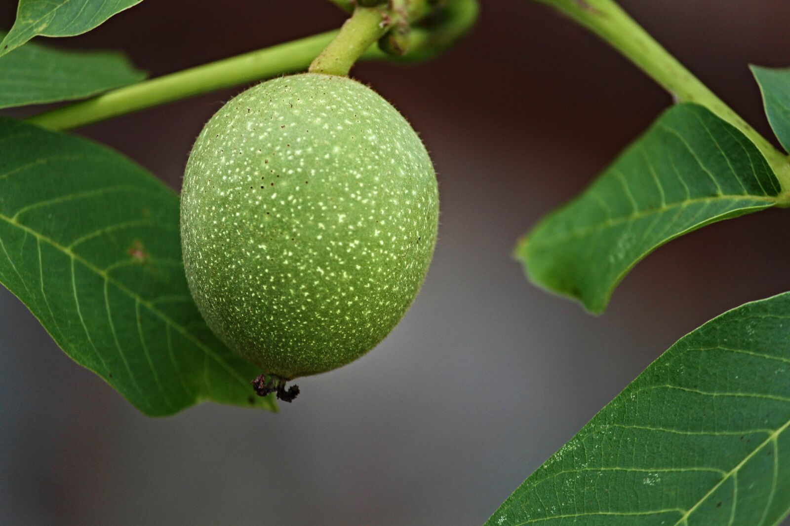 Canon EOS 1100D (EOS Rebel T3 / EOS Kiss X50) sample photo. Walnut, shell, green photography