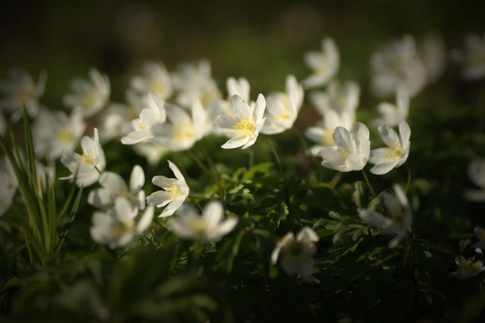 Tamron SP 90mm F2.8 Di VC USD 1:1 Macro sample photo. Anemone, flower, spring photography