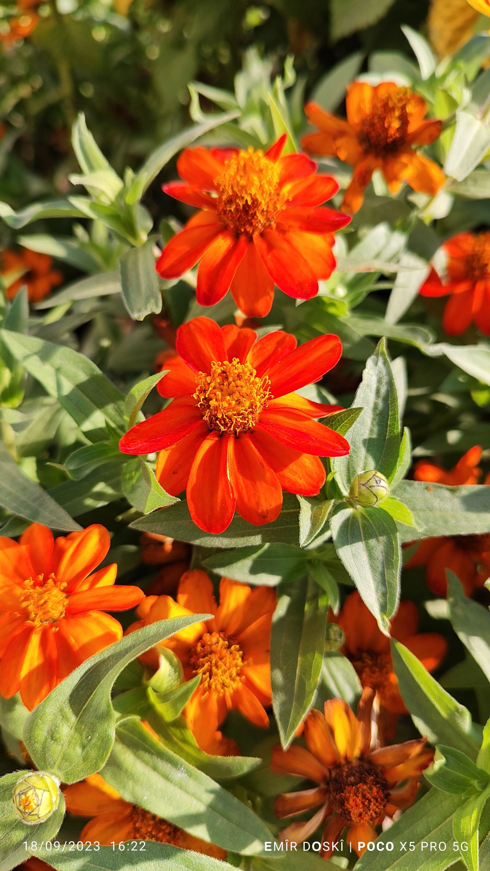Xiaomi 22101320G sample photo. گولا سور photography