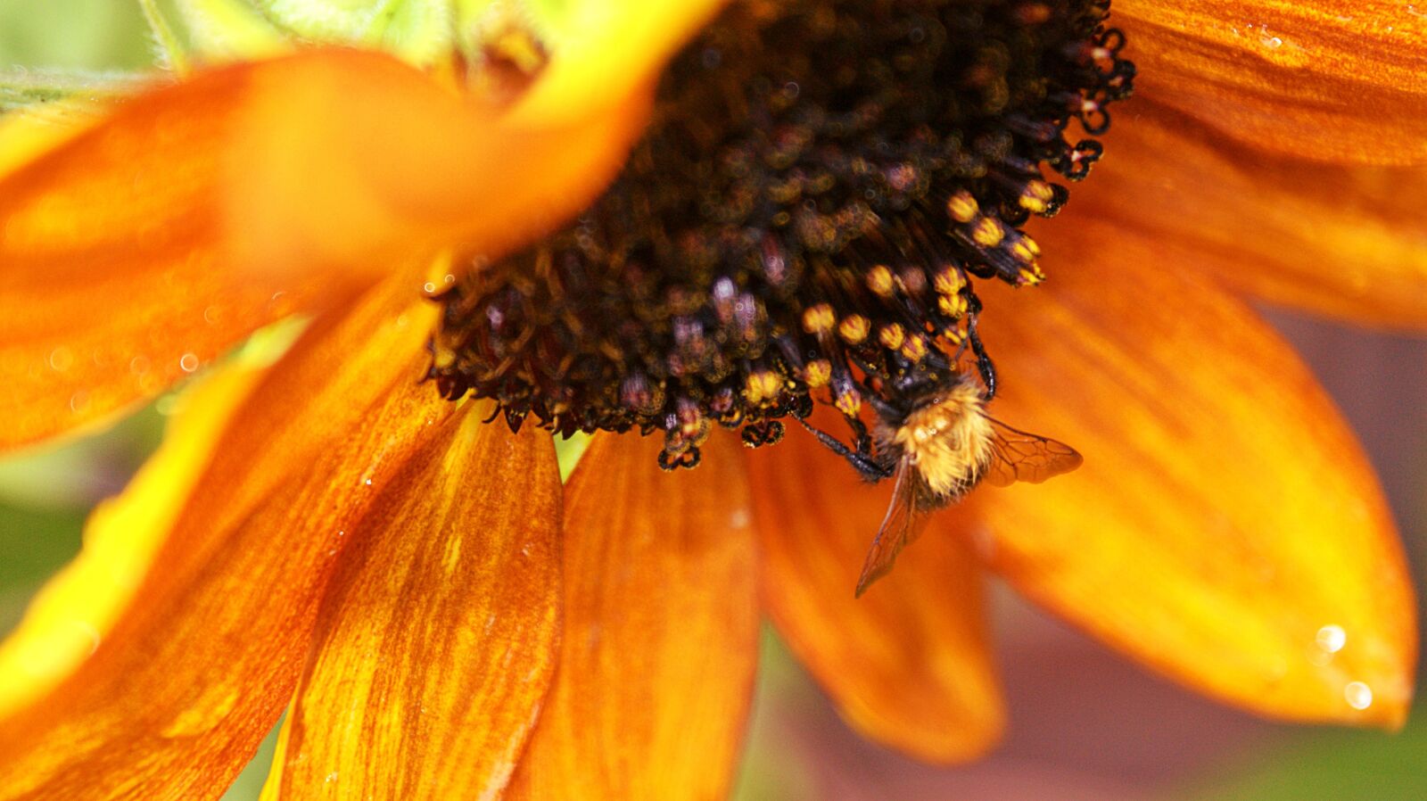 Sony Alpha DSLR-A350 sample photo. Rain, sunflower, bug photography