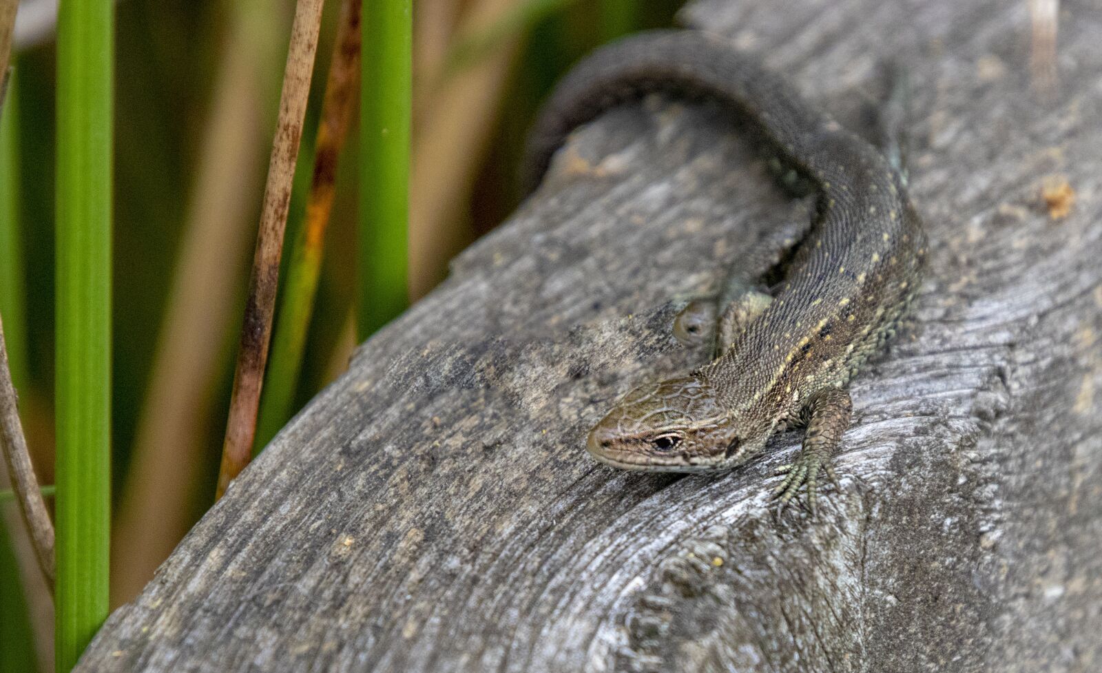 Sigma 100-400mm F5-6.3 DG OS HSM sample photo. Common lizard, reptile, small photography