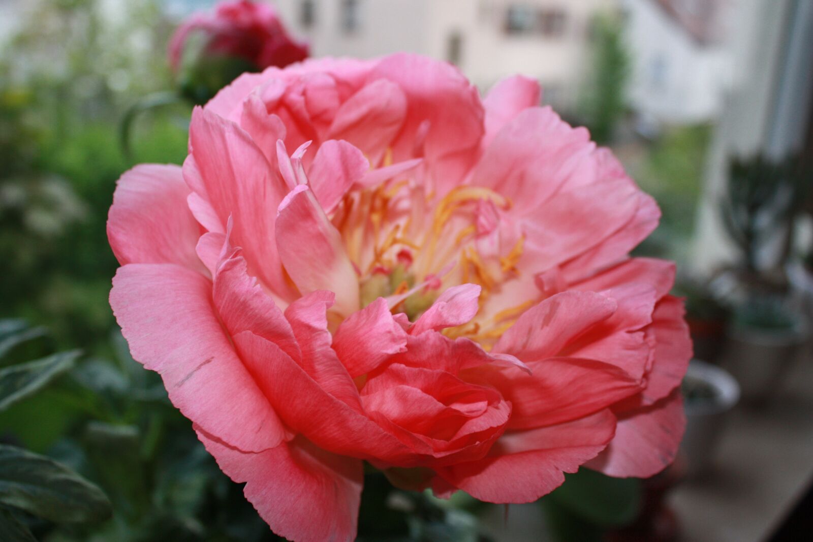 Canon EOS 450D (EOS Rebel XSi / EOS Kiss X2) sample photo. Common peony, flower, stock photography