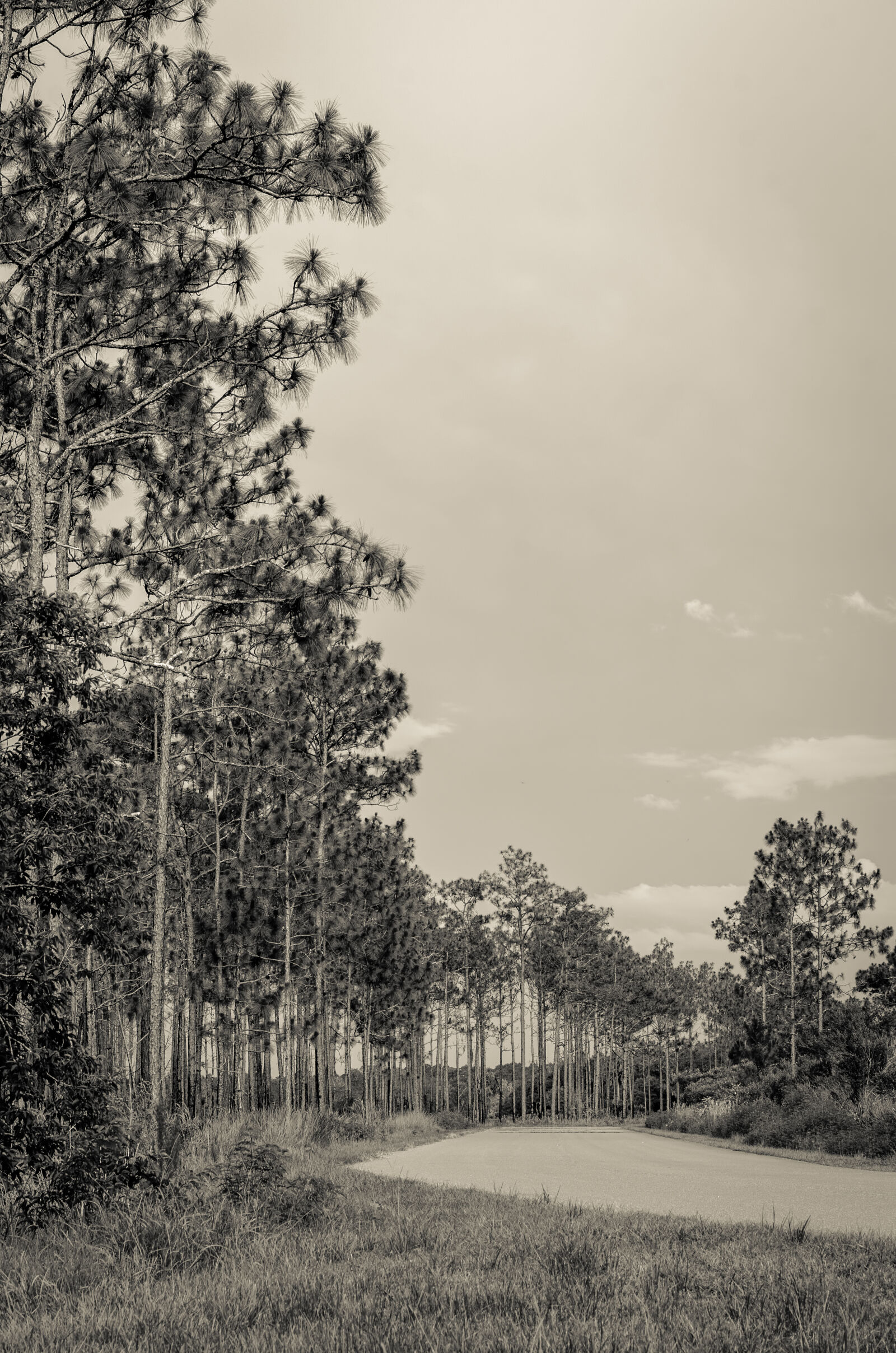 Nikon D7000 sample photo. Beautiful, black, and, white photography