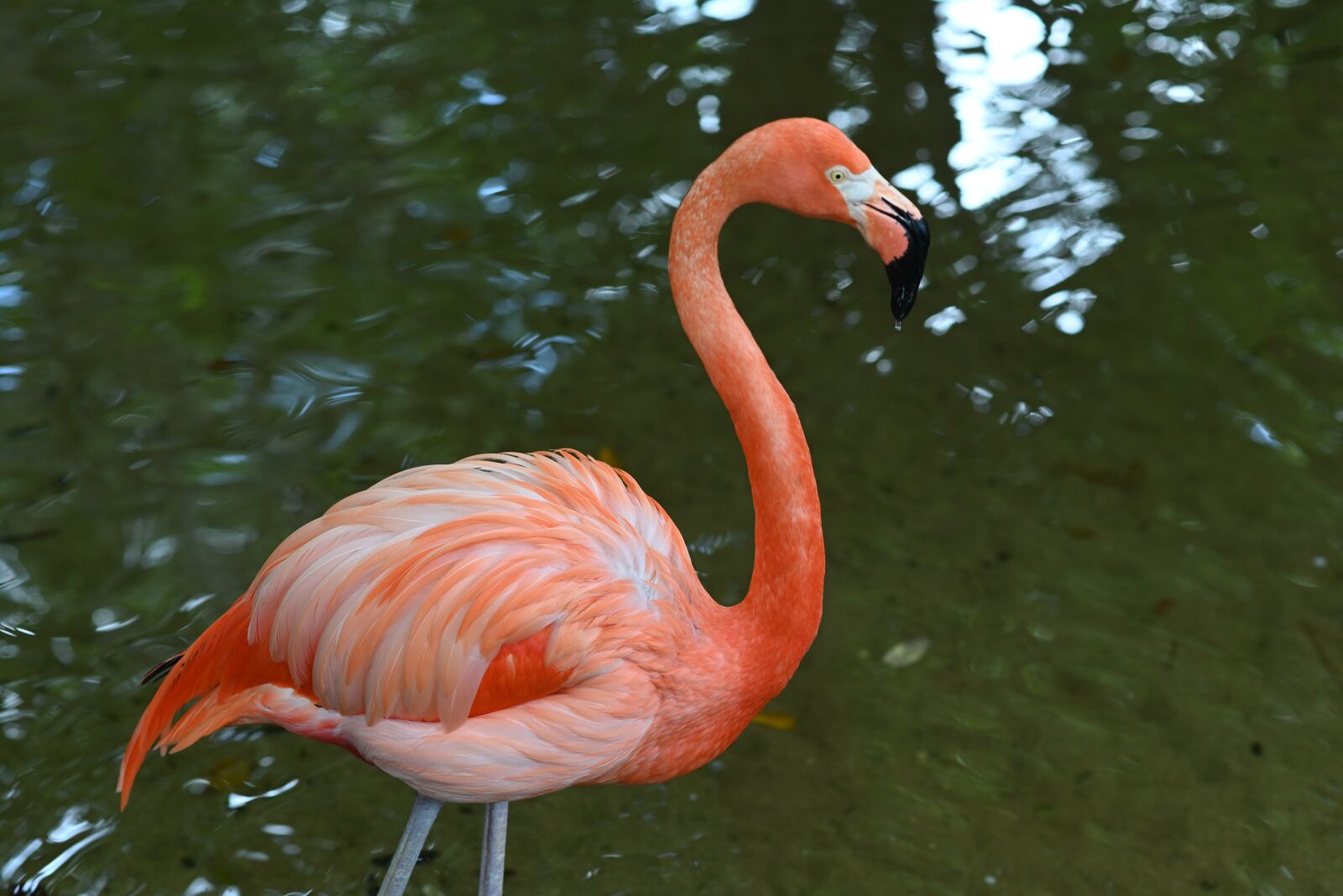 Nikon Z7 sample photo. Flamingo, zoo, bird photography