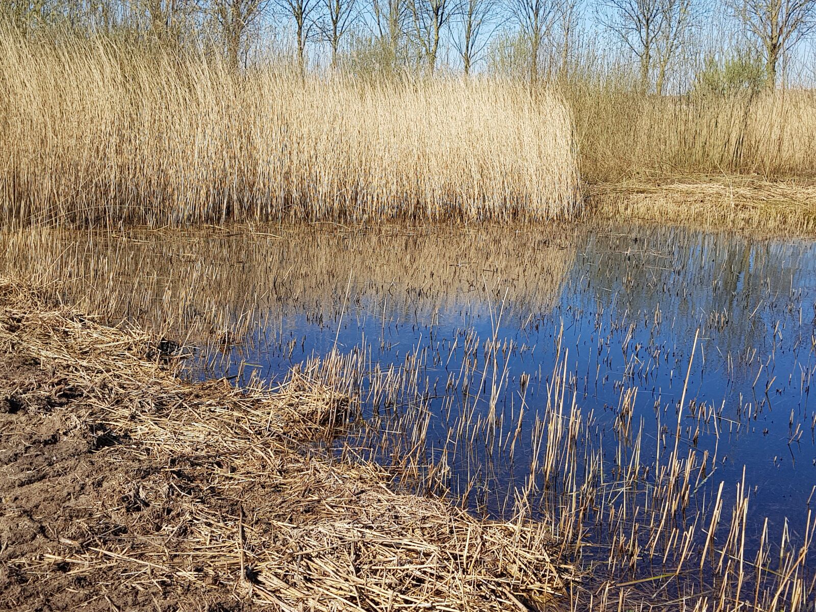 Samsung Galaxy S8+ sample photo. Nature, reed, water photography