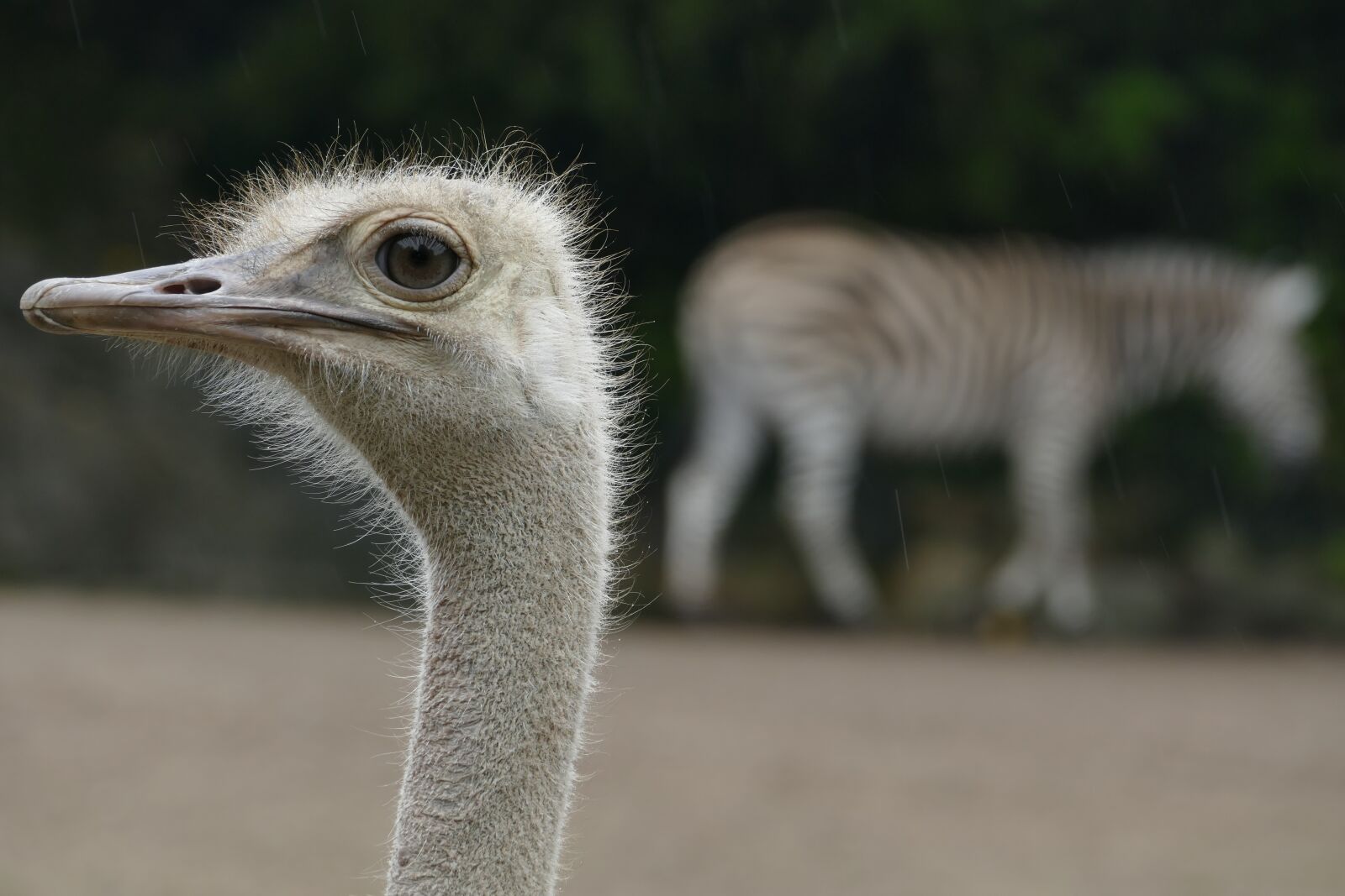 Panasonic Lumix DMC-FZ1000 sample photo. Ostrich, animal, zoo photography