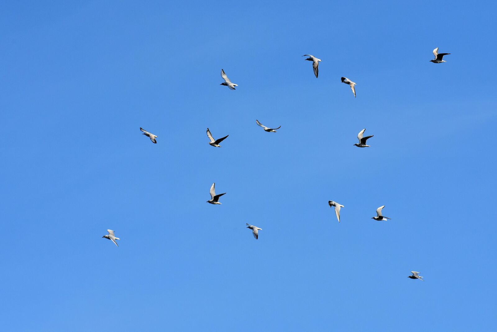 Nikon D7200 sample photo. Gulls, swarm, birds photography