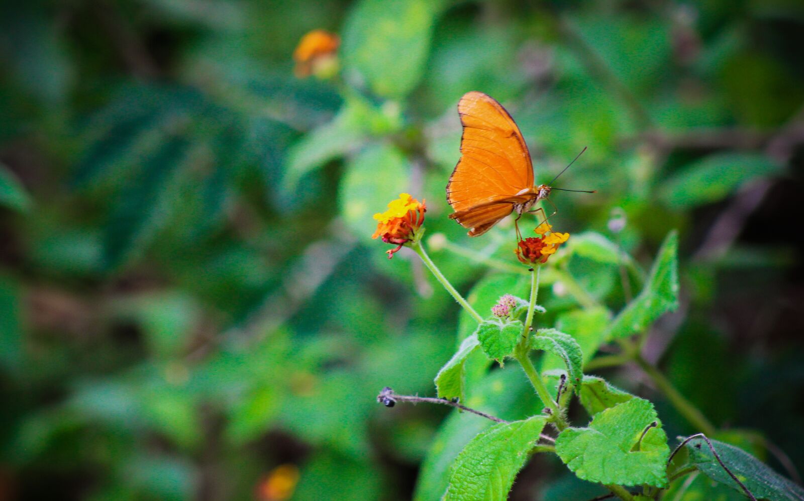 Canon EF 75-300mm f/4-5.6 sample photo. Butterfly, fly, insect photography