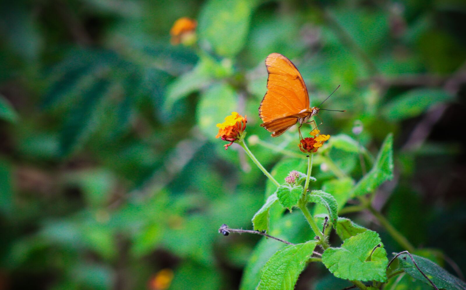 Canon EOS 600D (Rebel EOS T3i / EOS Kiss X5) + Canon EF 75-300mm f/4-5.6 sample photo. Butterfly, fly, insect photography