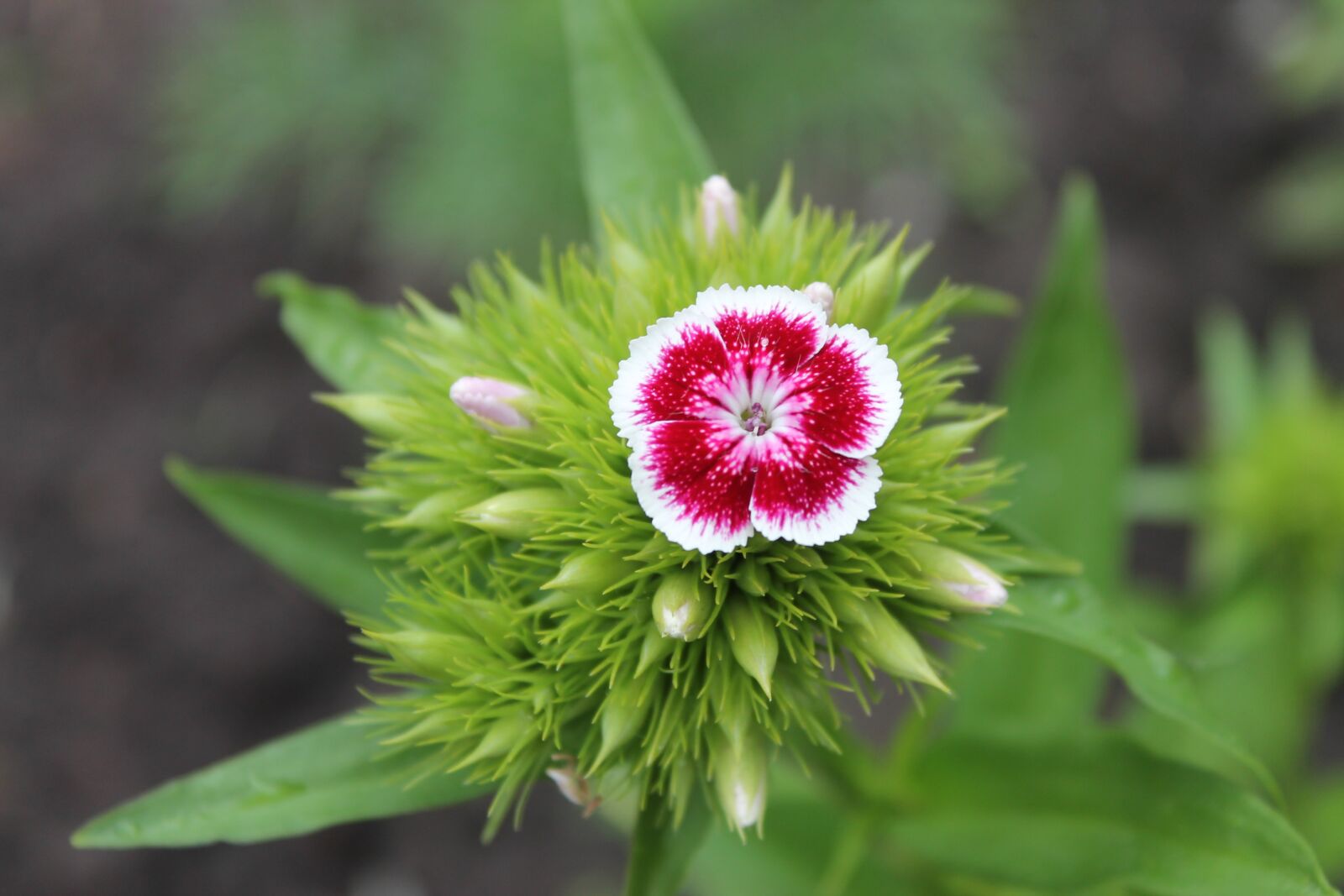 Canon EOS 1100D (EOS Rebel T3 / EOS Kiss X50) sample photo. Macro photography, plant, closeup photography