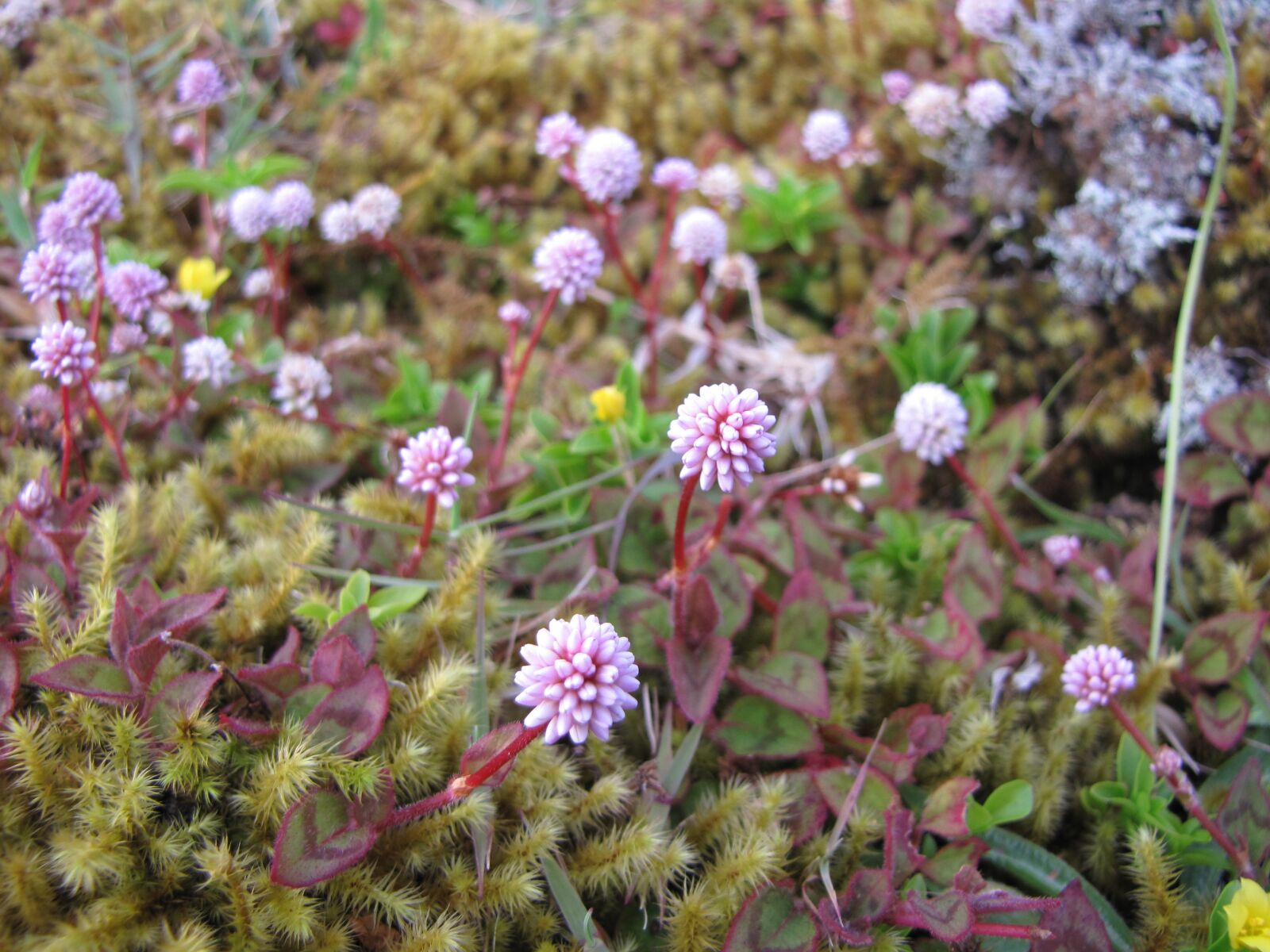 Canon PowerShot SX10 IS sample photo. Plant, nature, flower photography