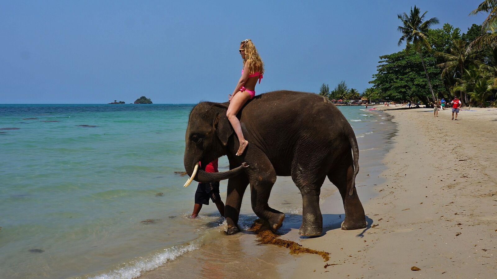 Sony Alpha NEX-5N sample photo. Sea, elephant, beach photography