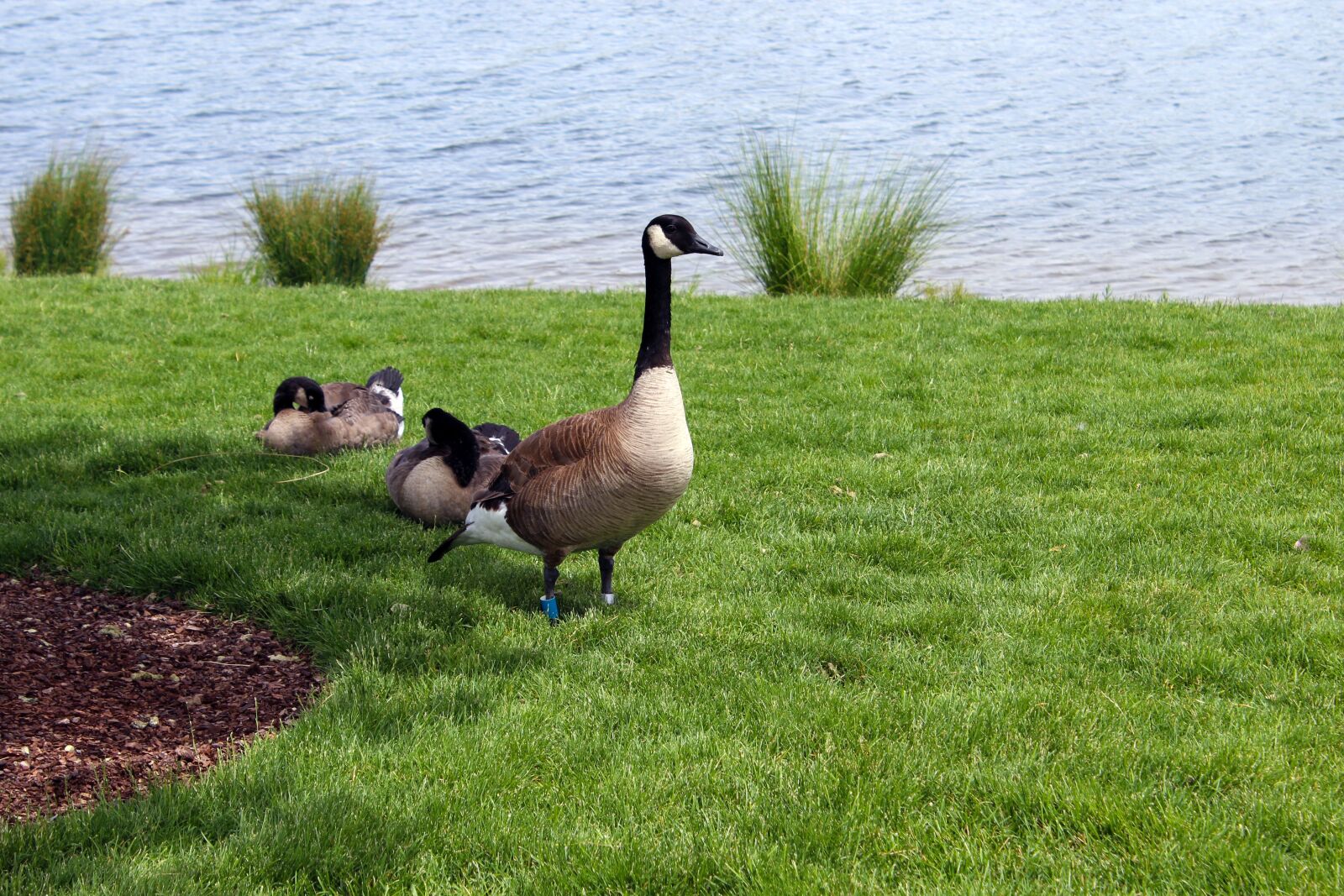 Canon EOS 1200D (EOS Rebel T5 / EOS Kiss X70 / EOS Hi) sample photo. Geese, pond, summer photography