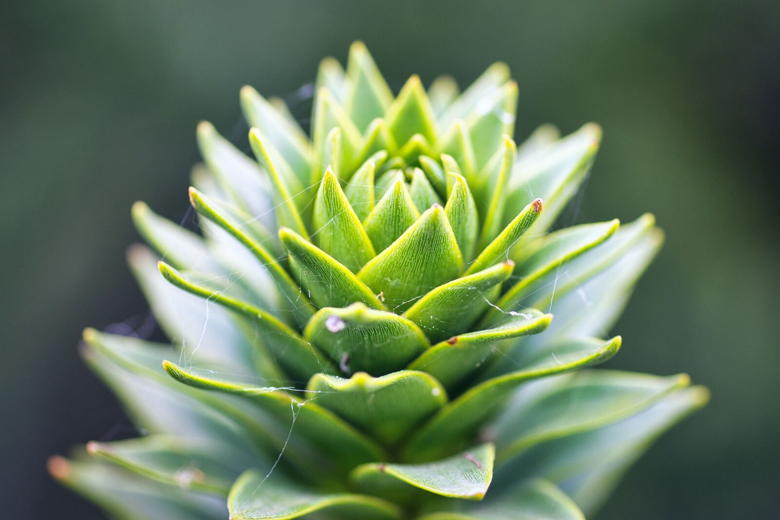 Nikon D7200 sample photo