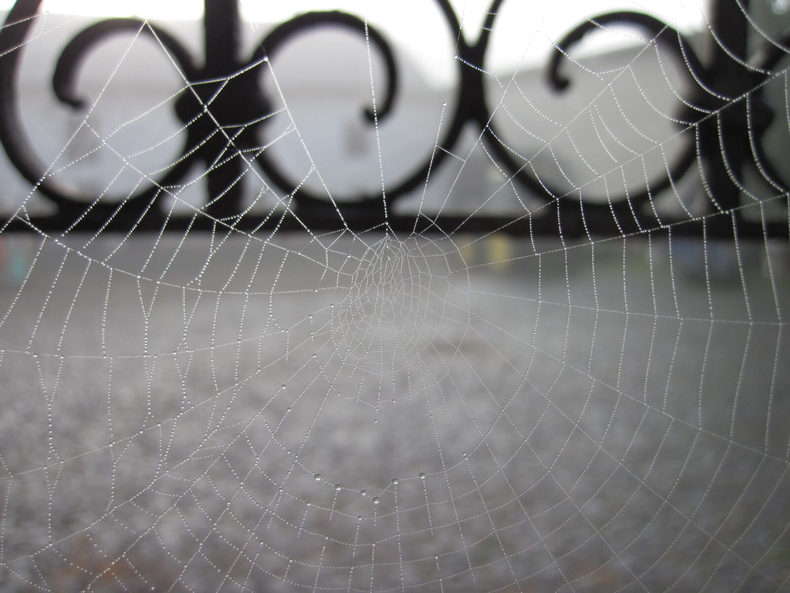 Canon PowerShot D10 sample photo. Cobweb, dew, web photography