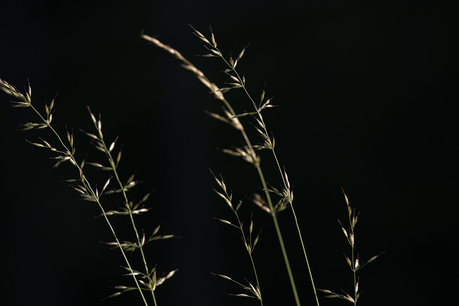 Nikon D750 sample photo. Grasses, seeds, nature photography