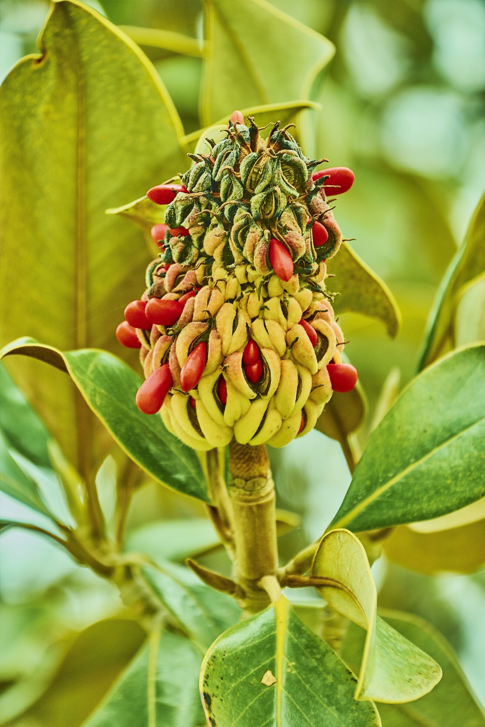 Nikon D7200 sample photo. Flower, fruits, plant photography