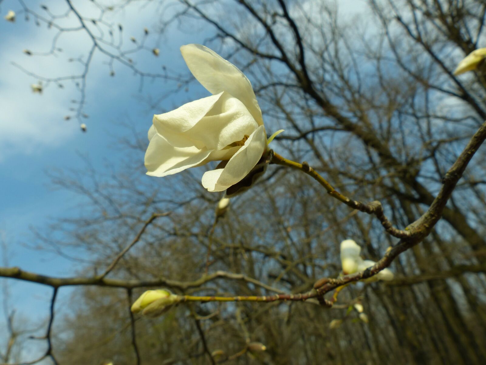 Panasonic Lumix DMC-FZ200 sample photo. Magnolia, spring, bloom photography