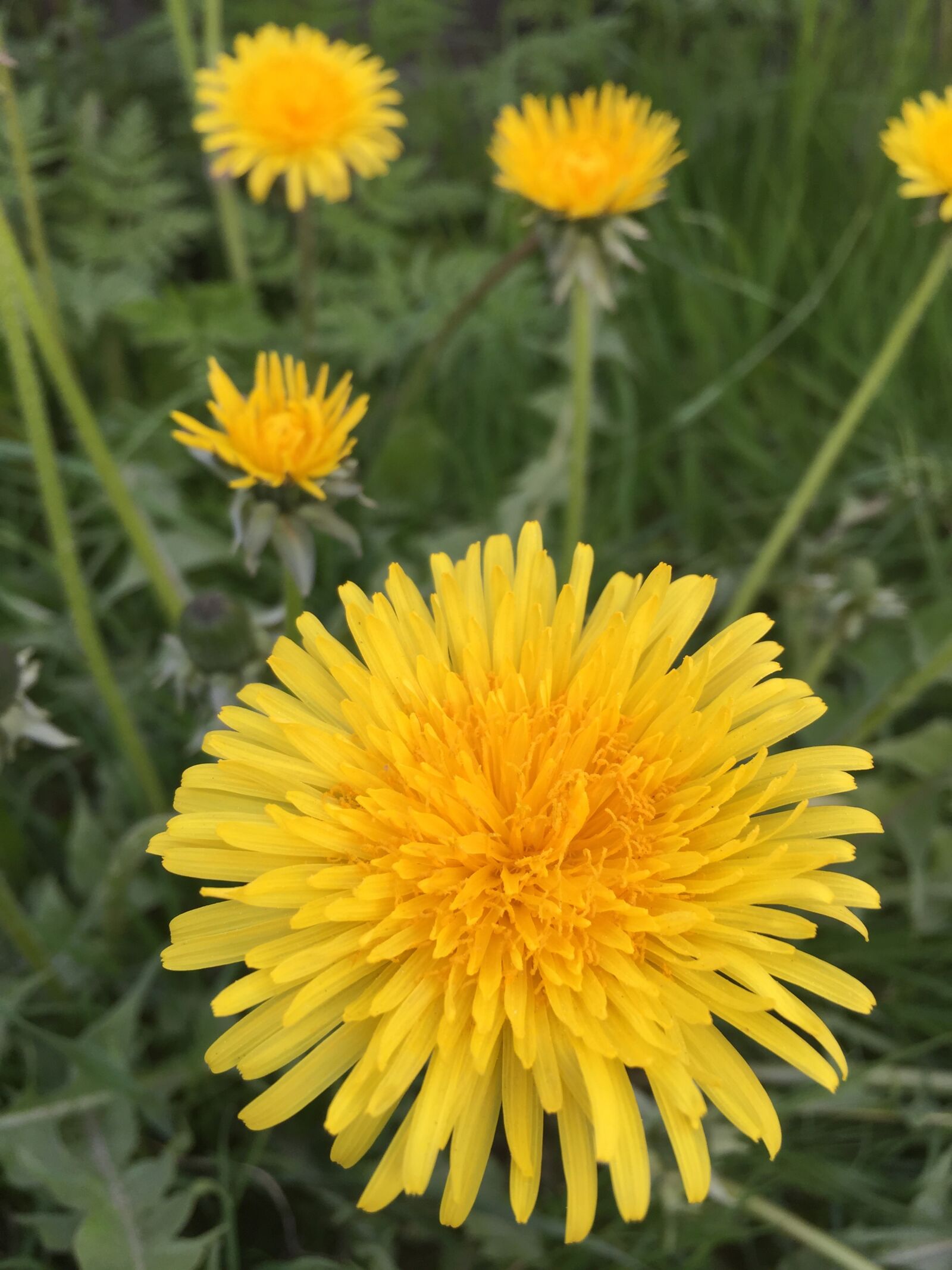 Apple iPhone 6 sample photo. Dandelion, flowers, nature photography