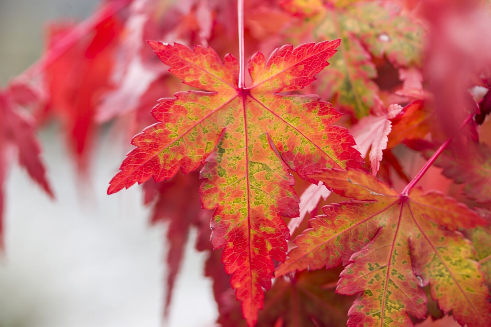 Canon EF-S 60mm F2.8 Macro USM sample photo. Foliage, maple leaf, japan photography