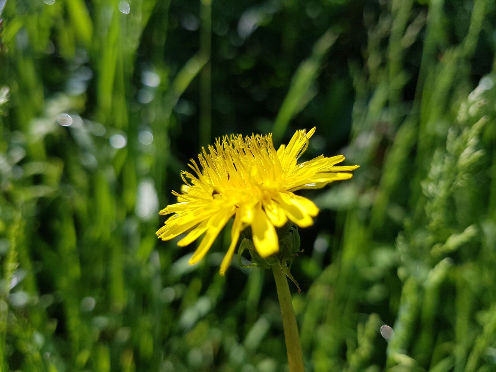 Samsung Galaxy S7 sample photo. Flower, nature, green photography