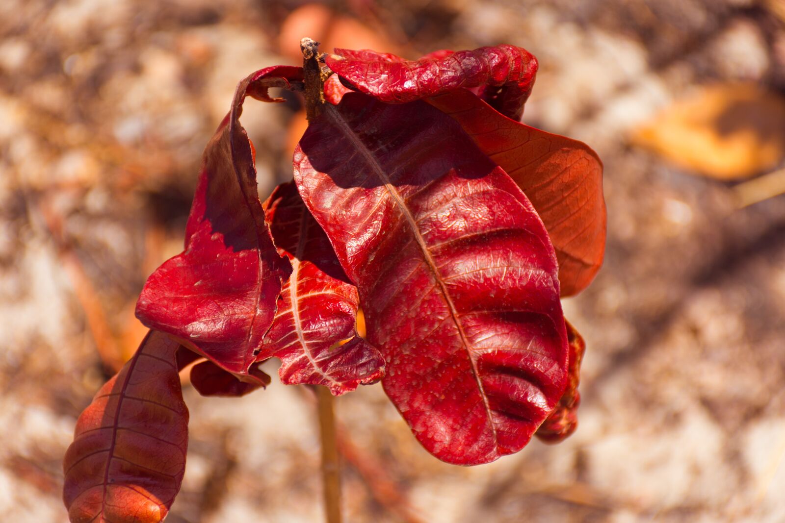 Nikon D7200 sample photo. Leaves, dry leaves, red photography