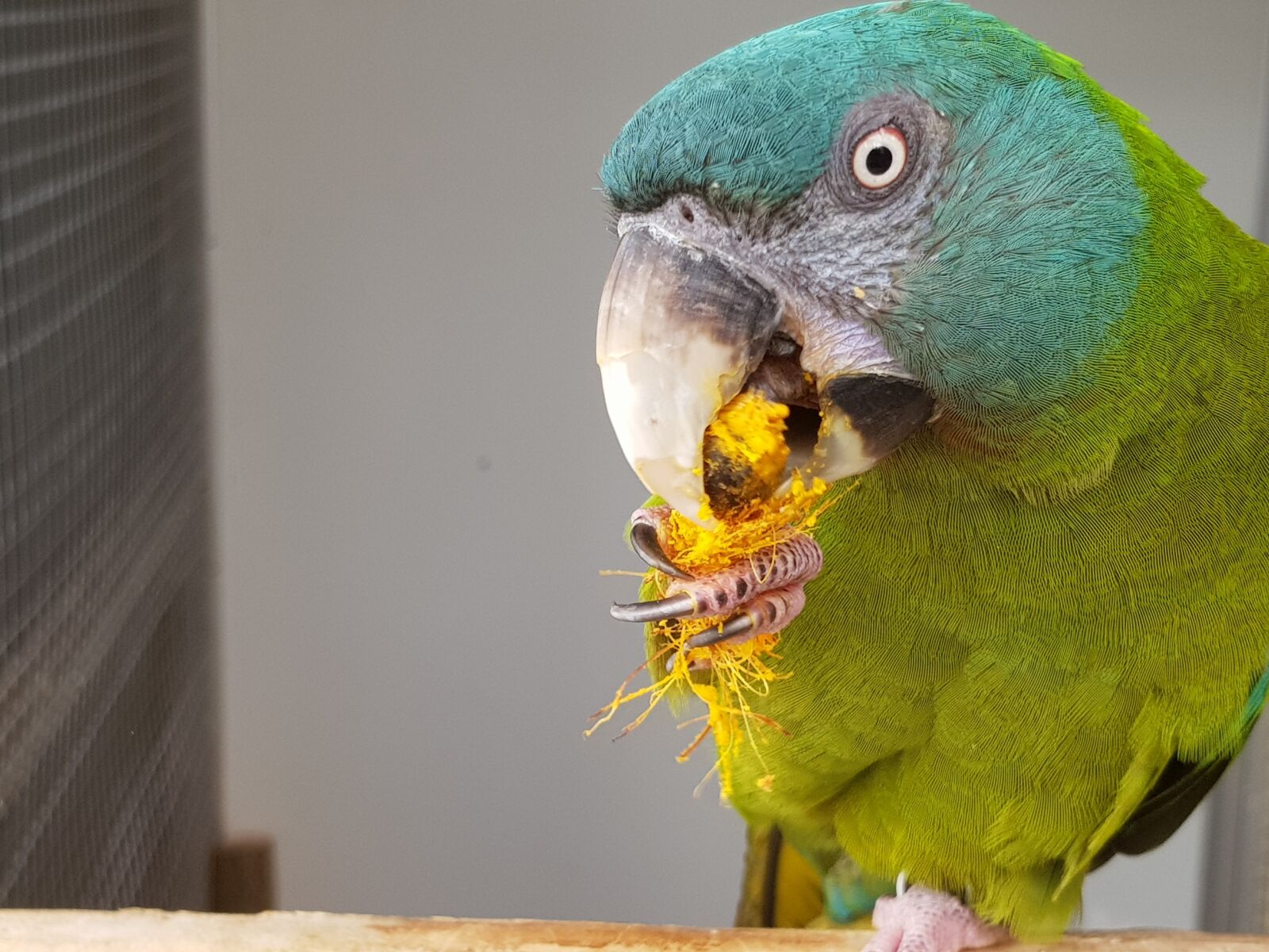 Samsung Galaxy S8 sample photo. Ara, blue, parrot photography