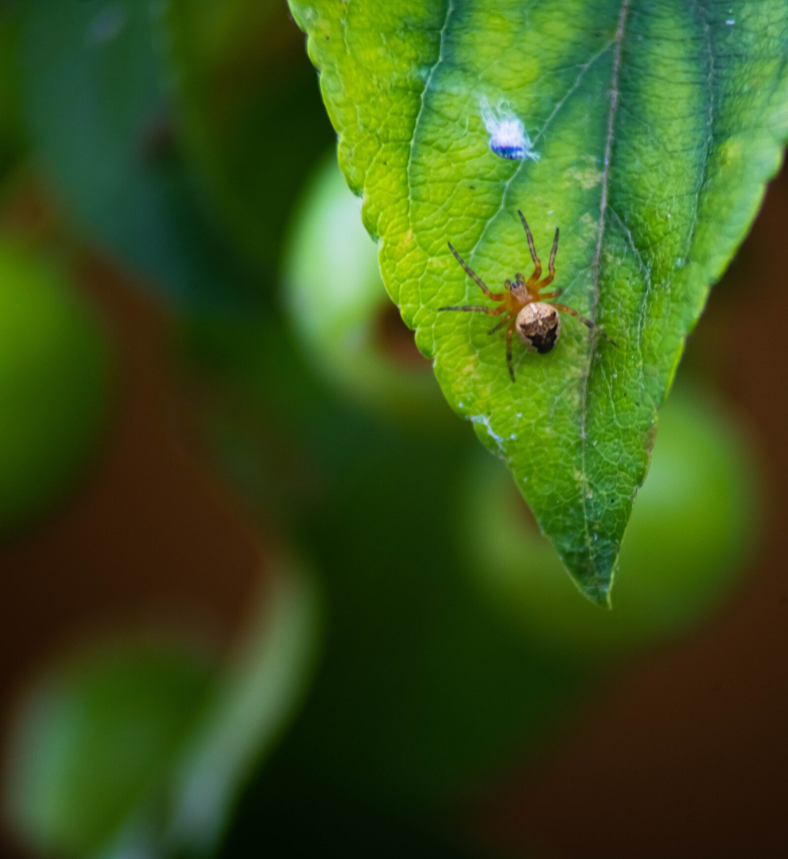 Nikon D850 sample photo. Isolated on white, poisonous photography
