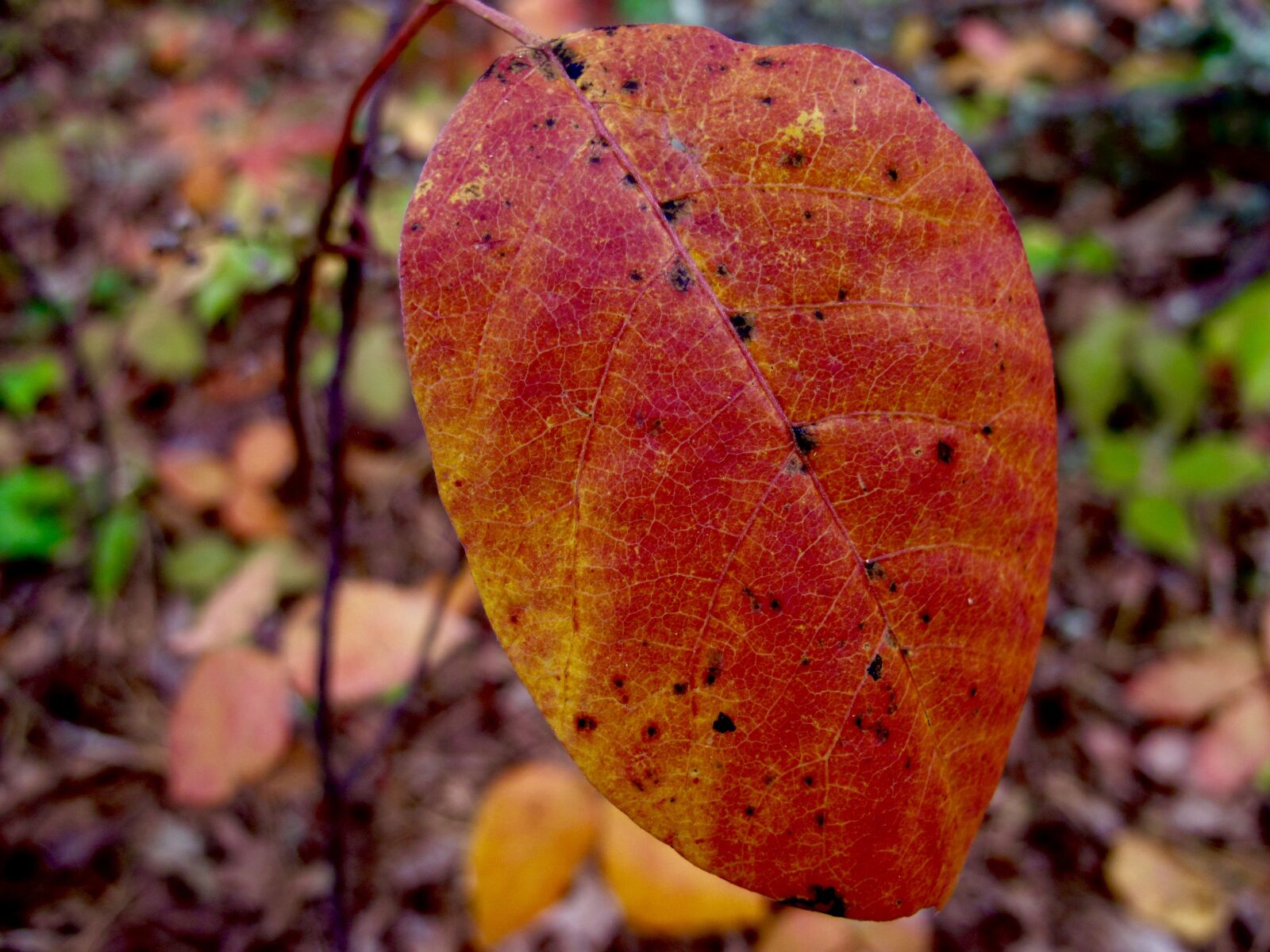 Canon PowerShot G12 sample photo. Autumn, leaf, leaves photography