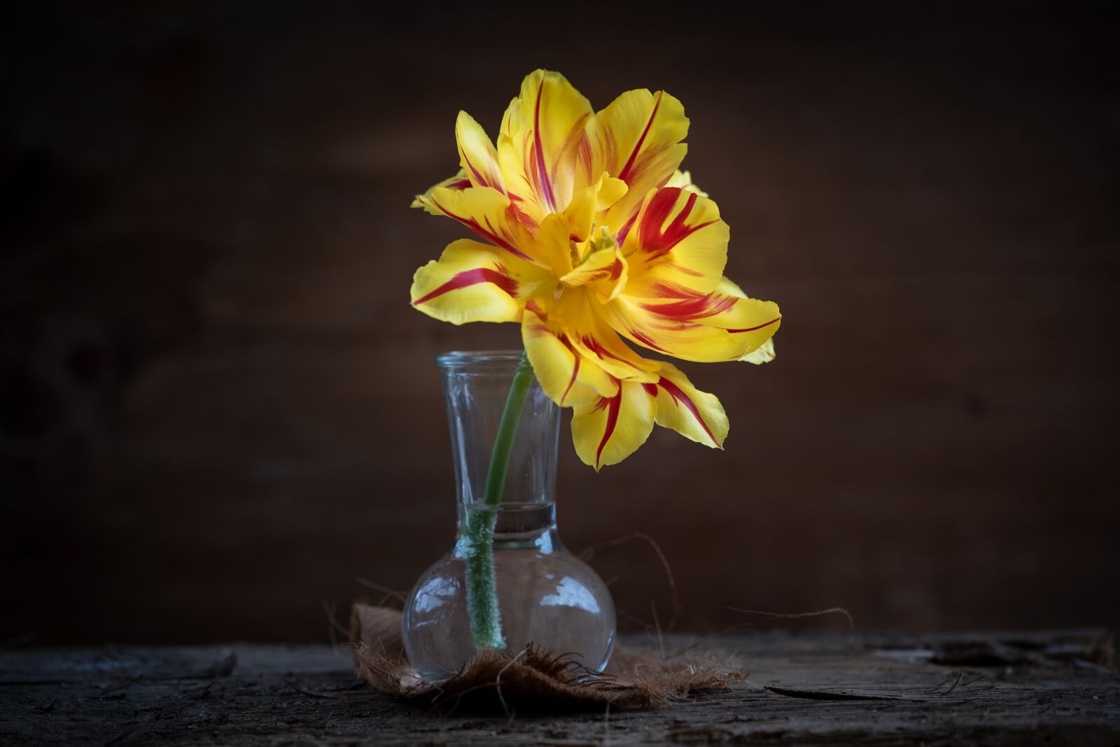 Nikon D750 sample photo. Tulip, yellow, flower photography