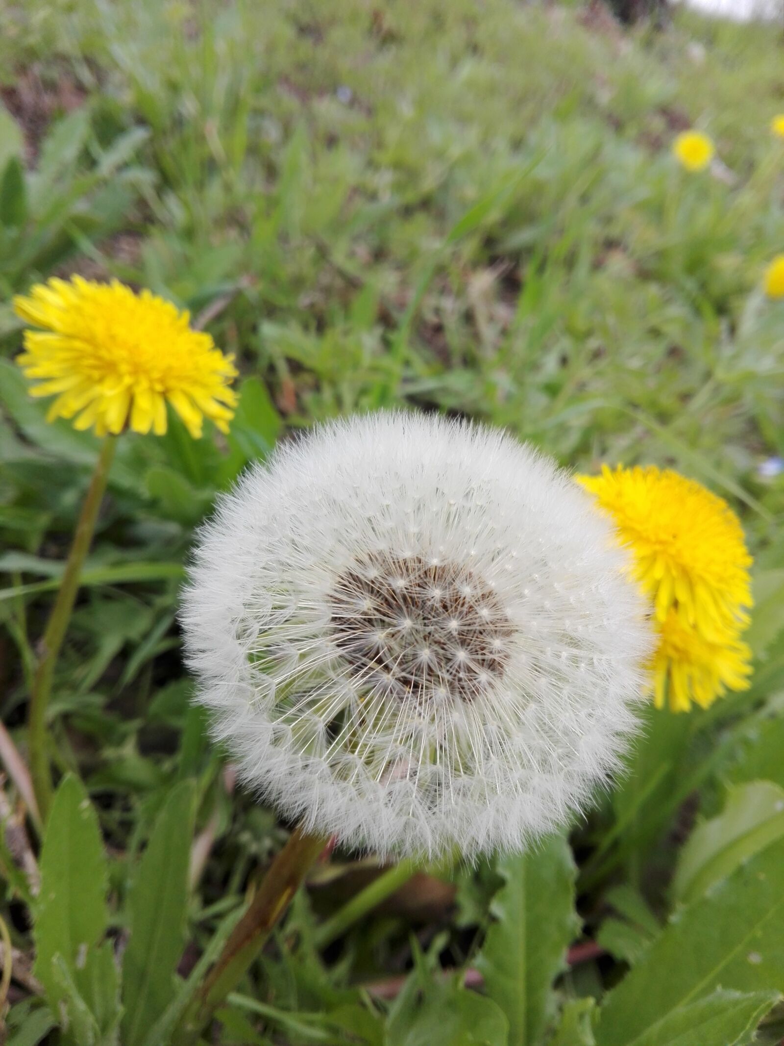 HUAWEI P8 Lite sample photo. Flora, nature, flower photography
