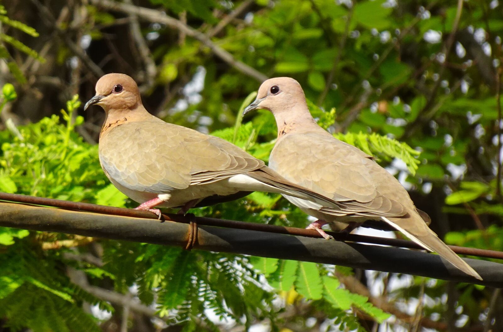 Sony DSC-WX800 sample photo. Dove, bird, laughing dove photography