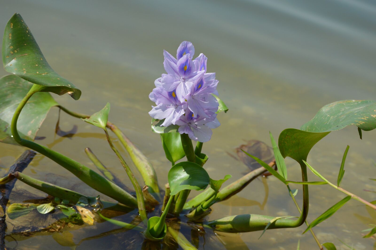 Nikon D3200 sample photo. Water hyacinth, flora, flower photography