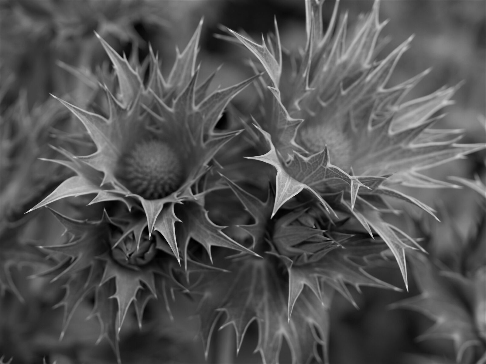 Olympus E-520 (EVOLT E-520) sample photo. Nature, flora, spine photography