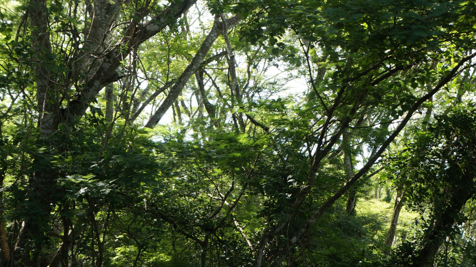 Sony Alpha NEX-5N + Sony E 18-55mm F3.5-5.6 OSS sample photo. Tree, vegetation, nature photography