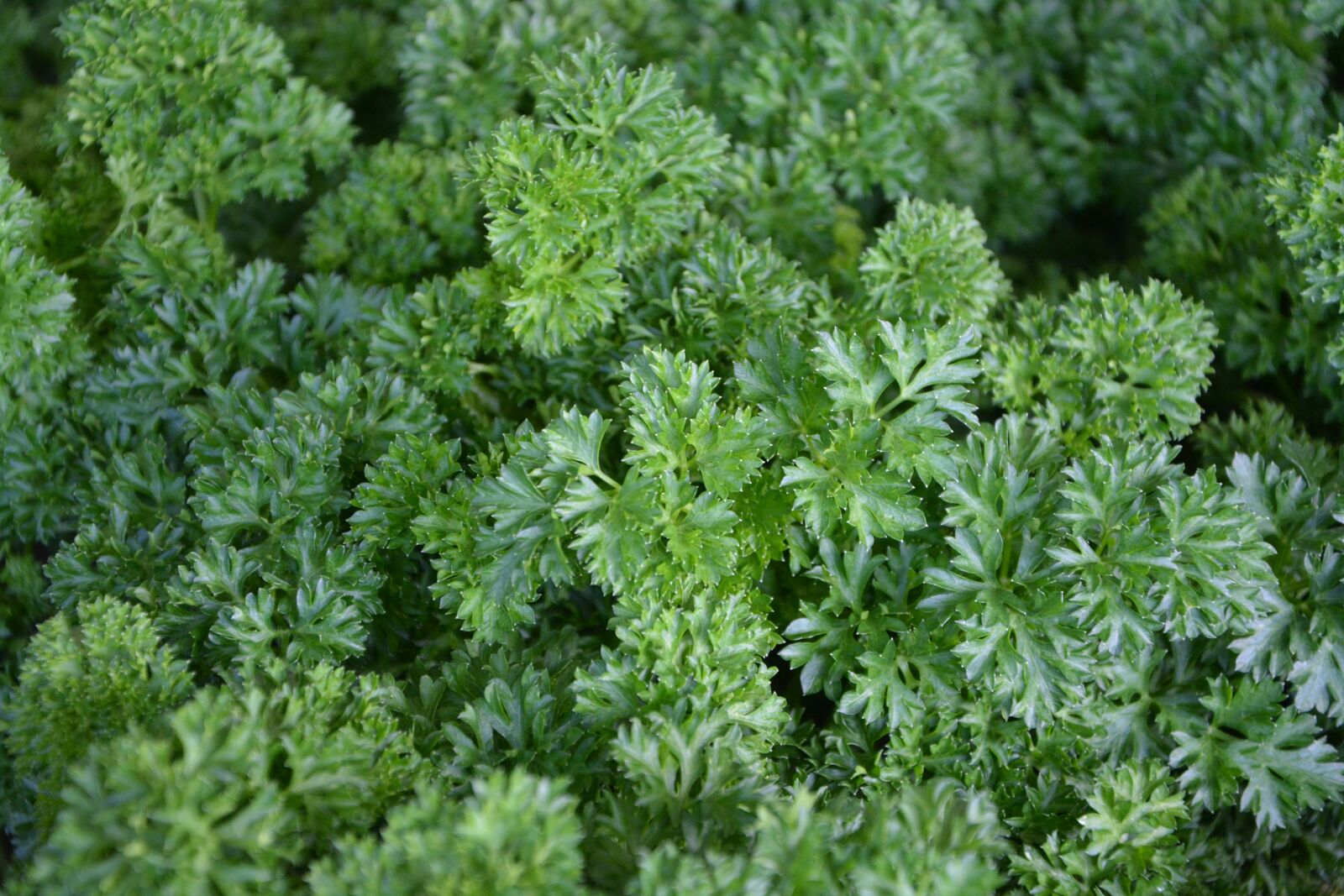 Nikon D5200 sample photo. Parsley, aromatic plant, medicinal photography