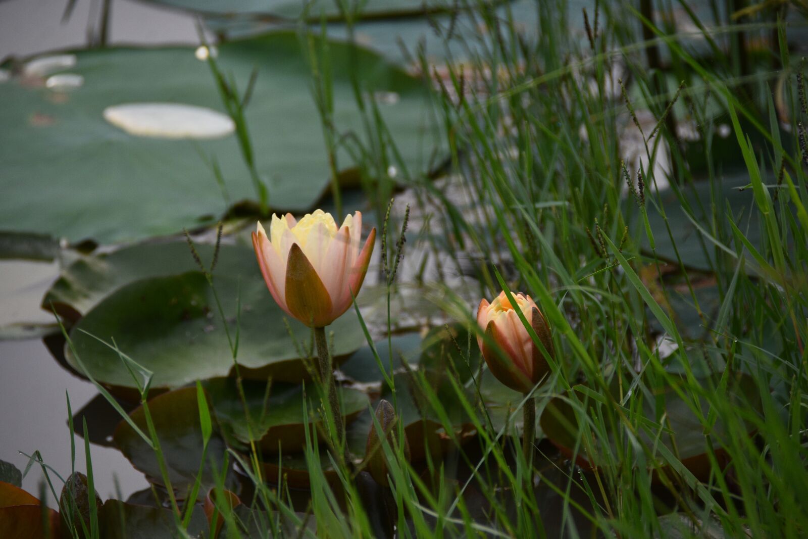 Nikon D7200 sample photo. Lotus, flower, lagoon photography