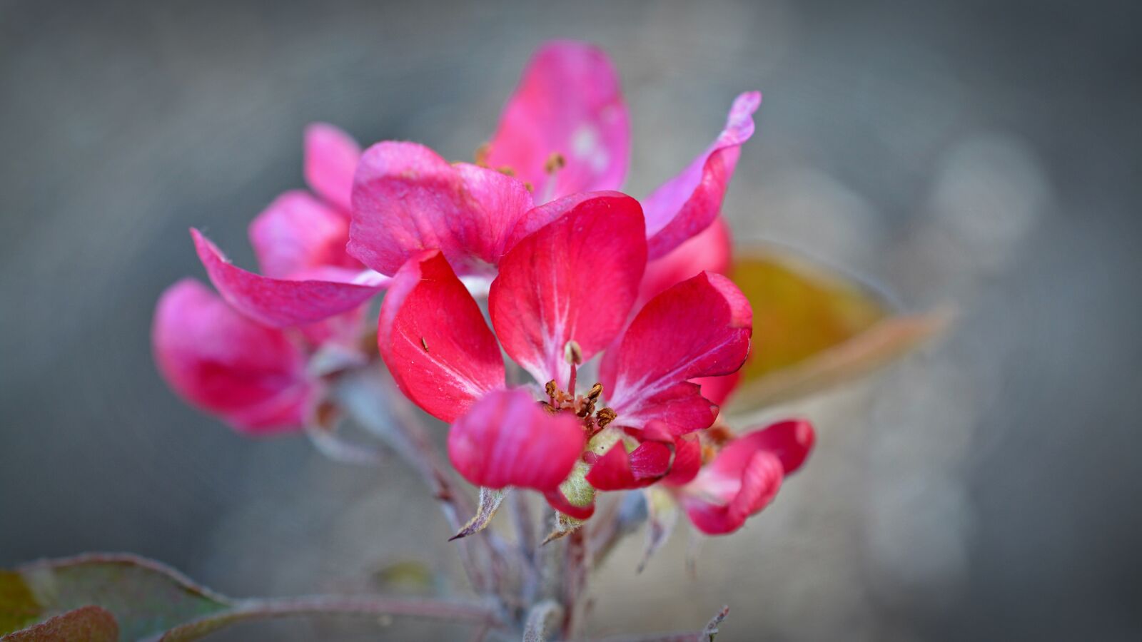 Nikon D5200 sample photo. Apple blossom, red flower photography