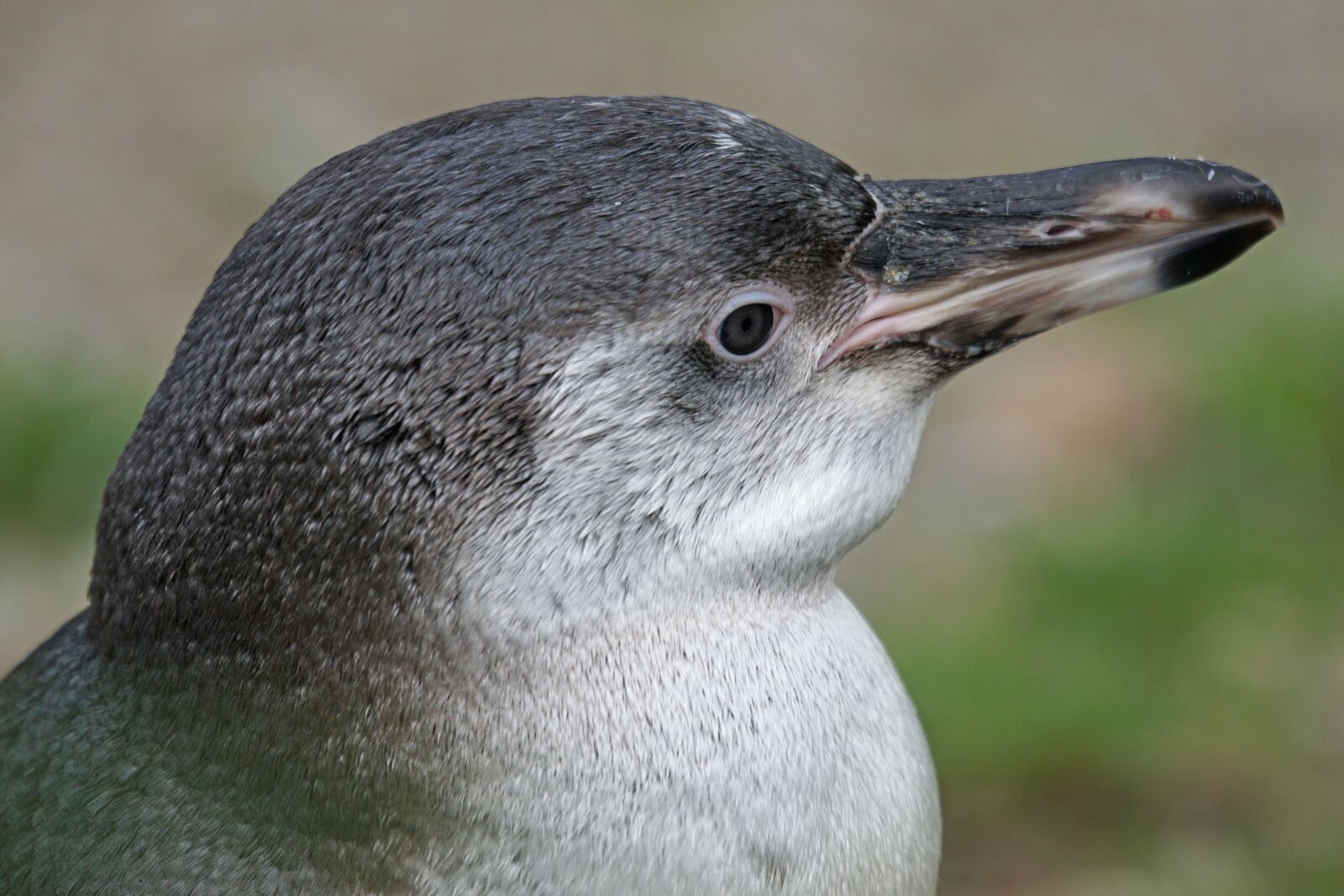 Sony 70-400mm F4-5.6 G SSM sample photo. Penguin, humboldt penguin, young photography